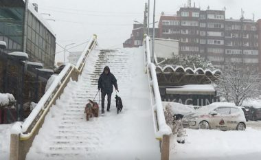 Dashuria e 21 vjeçarit nga Prishtina për qentë (Video)