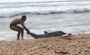 Delfini vazhdonte të dilte në breg edhe pas përpjekjeve të shumta për ta kthyer në breg (Video)