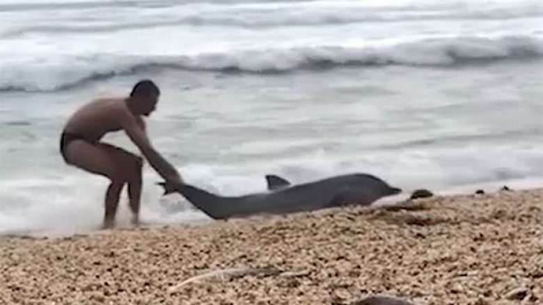 Delfini vazhdonte të dilte në breg edhe pas përpjekjeve të shumta për ta kthyer në breg (Video)