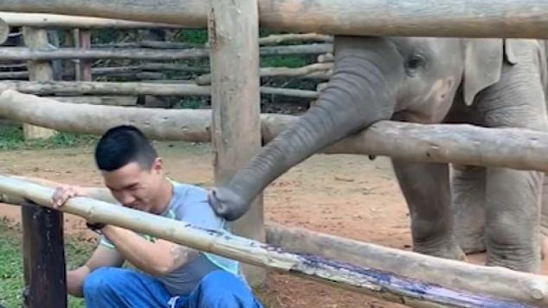 Elefanti i vogël ngacmonte mirëmbajtësin, kërkonte vëmendjen duke dashur të luante (Video)