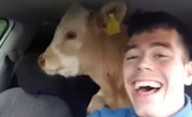 Fermeri irlandez e dërgoi viçin te veterineri, brenda një makine të vogël (Video)