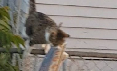 Gjente vazhdimisht gazeta në oborr, u befasua kur kuptoi se macja saj i vidhte prej fqinjëve (Video)