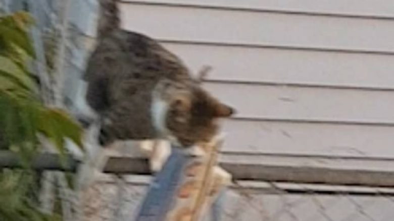 Gjente vazhdimisht gazeta në oborr, u befasua kur kuptoi se macja saj i vidhte prej fqinjëve (Video)