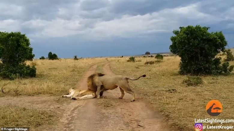 Luanesha iu kundërvu luanit, që e zgjoi në mënyrën më të vrazhdë të mundshme (Video)