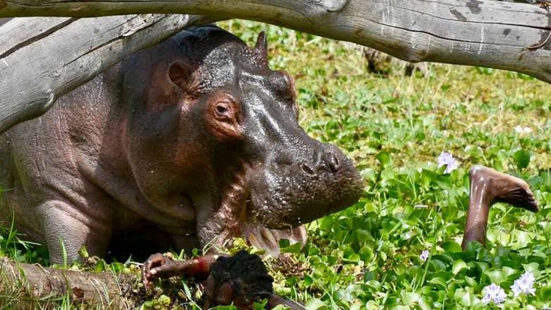 Peshkatari arriti të shpëtonte nga hipopotami që e mbajti të bllokuar për dhjetë minuta (Video)