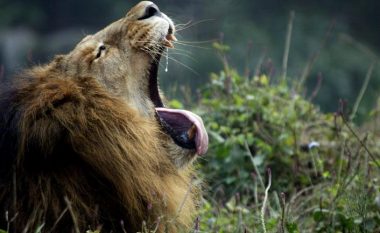 Burri gjeti vdekjen pasi u sulmua nga dy luanë, pasi u fut përmes shkallëve në një kopsht zoologjik