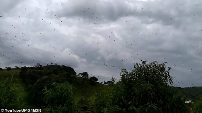 Rrjet masiv merimangash mbi një zonë malore në Brazil (Video)