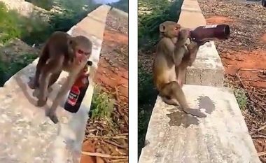 Majmunit i ofrohet një shishe birre, përdor këmbën dhe duart për ta shijuar atë (Video)