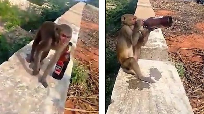 Majmunit i ofrohet një shishe birre, përdor këmbën dhe duart për ta shijuar atë (Video)