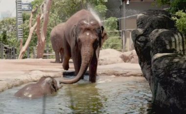 I nxehti në Australi rrezikon edhe kafshët në kopshtet zoologjike
