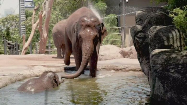 I nxehti nÃ« Australi rrezikon edhe kafshÃ«t nÃ« kopshtet zoologjike