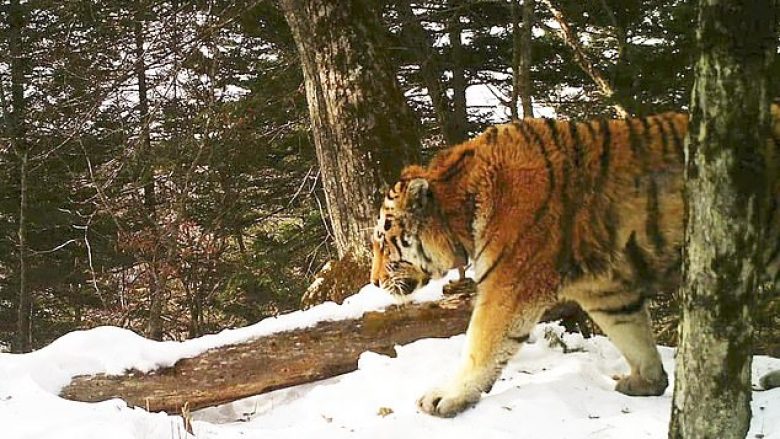 Tigri siberian mahniti ekspertët, doli nga mali të kërkonte ndihmë për plagët (Video)