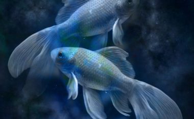 Pse më së vështiri janë Peshqit në horoskop për t’u kuptuar