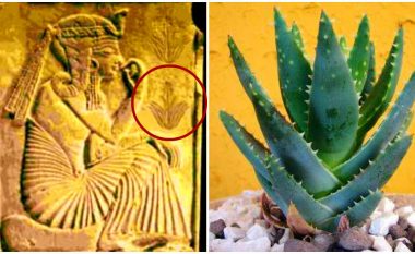 Egjiptianët e kanë quajtur ‘bima e përjetësisë’, shkenca i vërteton efektet shëruese të aloe veras