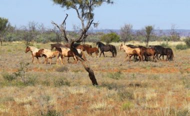 Ngordhje masive e kafshëve nga të nxehtit në Australi
