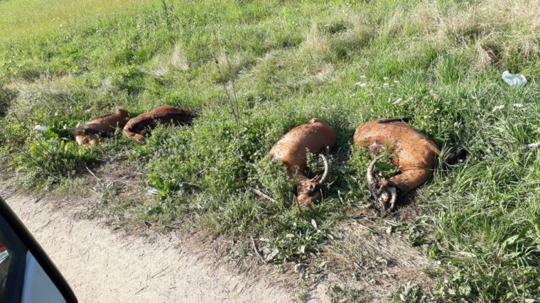 Fermerit nga Leshani i ngordhin 60 dele, inspektorët i japin vërejtje për kushtet ku i mban kafshët (Video)
