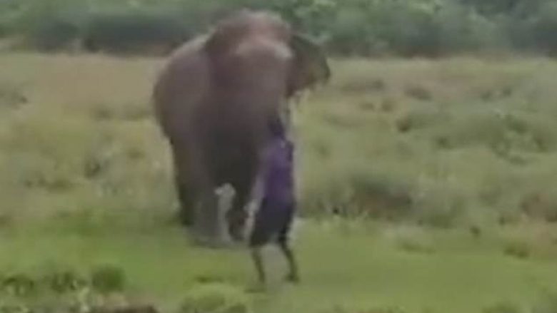 U mundua ta hipnotizonte, elefanti shtyp për vdekje burrin në Shri Lankë (Video, +18)