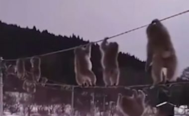 Ka shumë borë në tokë? Majmunët në Japoni kanë gjetur një mënyrë kreative për të udhëtuar! (Video)