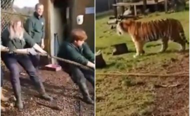 Për 15 funte vizitorët e kopshtit zoologjik në Britani, mund të luajnë lojën me litar me luanë dhe tigra (Video)
