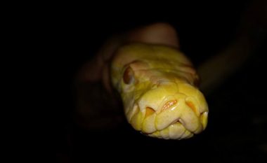 Kuriozitete të cilat nuk i keni ditur mbi gjarpërinjtë