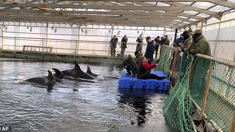 Balenat kushtojnë rreth 6 milionë dollarë secila, ata i kishin “burgosur” rreth 100 të tilla – aktakuzë për katër kompani ruse (Video)