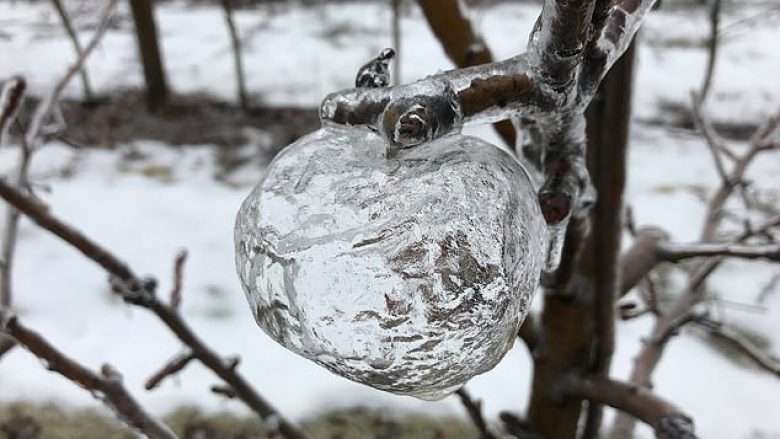 Pasojat e temperaturave të ulëta në SHBA, mollët mbulohen nga akulli (Foto)