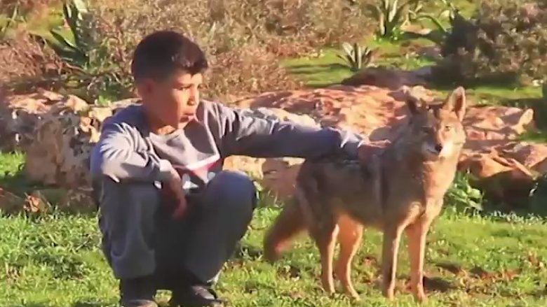 Djaloshi libian që shoqërohet me një ujk, bashkë me të cilin edhe kujdesen për kopenë (Video)