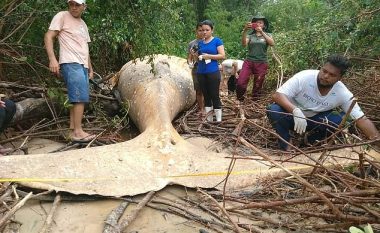 Balena misterioze e gjetur në xhungël, afro 15 metra larg bregut të detit (Video)