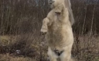 Befasohen nga poni që vallëzoi papritmas, sikur të ishte stërvitur në cirk (Video)