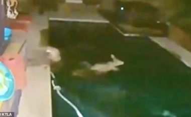 Dreri kërceu në pishinën e një shtëpie, për të shmangur sulmin nga luani i malit (Video)
