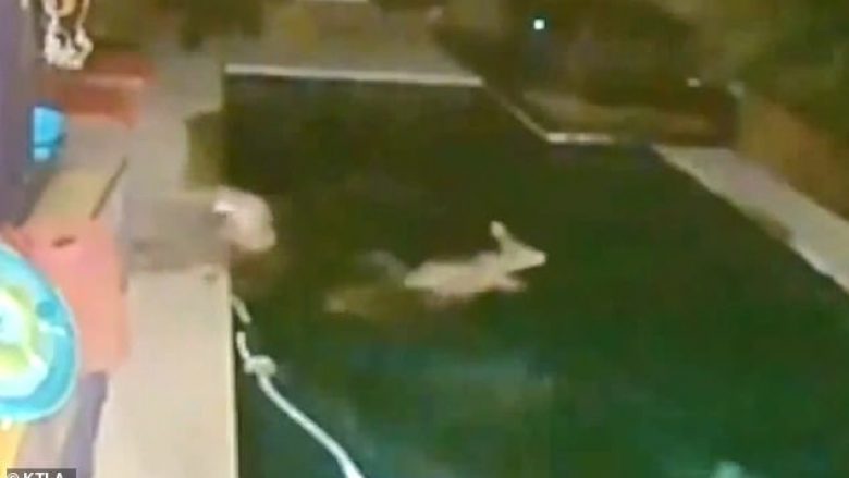 Dreri kërceu në pishinën e një shtëpie, për të shmangur sulmin nga luani i malit (Video)