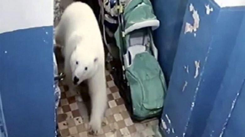 Gjendje emergjente në një regjion rus, mbi 50 arinj polarë hyjnë vazhdimisht nëpër vendbanime (Video)