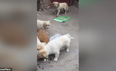 Këlyshi ndaloi së ngrëni, u sigurua që pak ushqim t’ia dërgoi edhe nënës (Video)