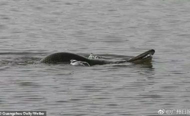 Krokodili misterioz që ka trup të ngjashëm me gjarprin dhe breshkën (Video)