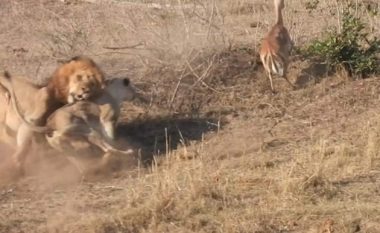 Luanesha u ndërpre nga luani, derisa ishte duke e kapur prenë (Video)