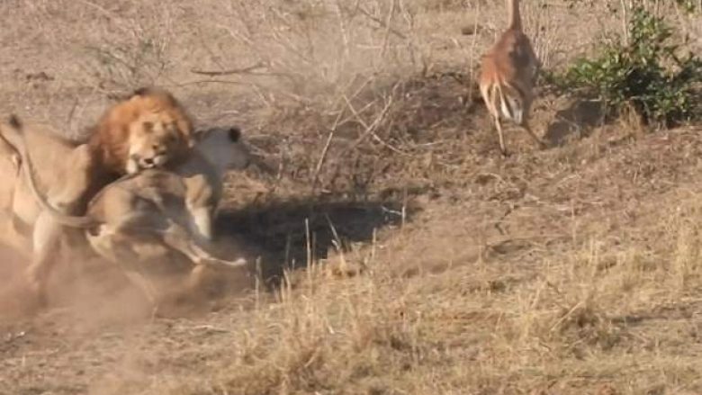Luanesha u ndërpre nga luani, derisa ishte duke e kapur prenë (Video)