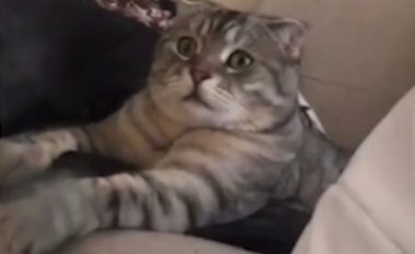 Macja reagoi më se e habitur, derisa shikonte në televizion një dokumentar me kafshë (Video)