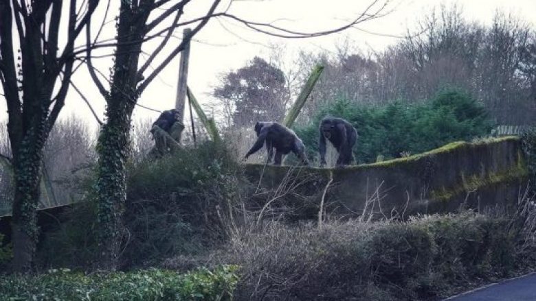 Majmunët ikën nga kopshti zoologjik, nëpërmjet trungut që e kishte rrëzuar era (Video)