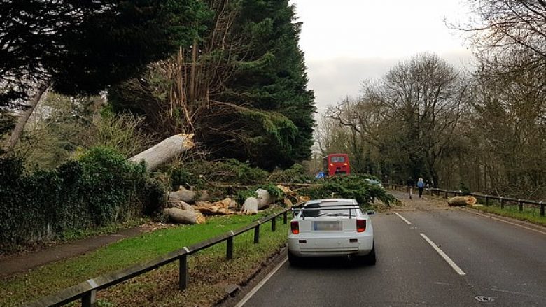 Pema e vjetër që u rrëzua në një autostradë angleze, mbyti shoferin dhe lëndoi rëndë katër pasagjerë të një veture (Foto)