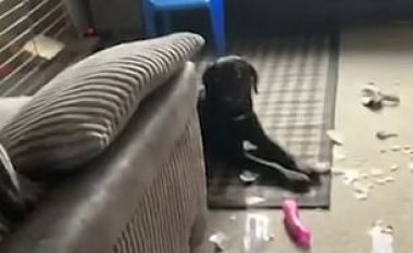 Qeni rrëmbeu pakon para derës së fqinjëve, brenda u gjet një objekt shumë i pa përshtatshëm (Video)