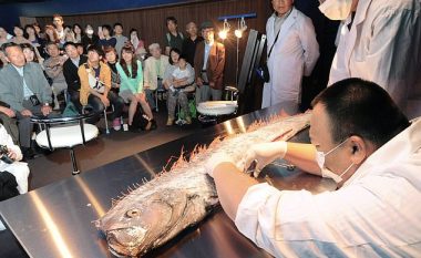 Rrezik për termet në Japoni, shfaqen peshq të rrallë që ‘paralajmërojnë‘ fatkeqësi natyrore (Foto)