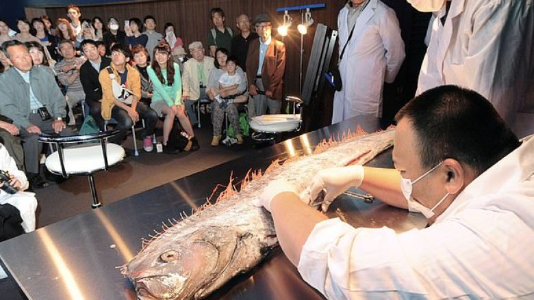 Rrezik për termet në Japoni, shfaqen peshq të rrallë që ‘paralajmërojnë‘ fatkeqësi natyrore (Foto)