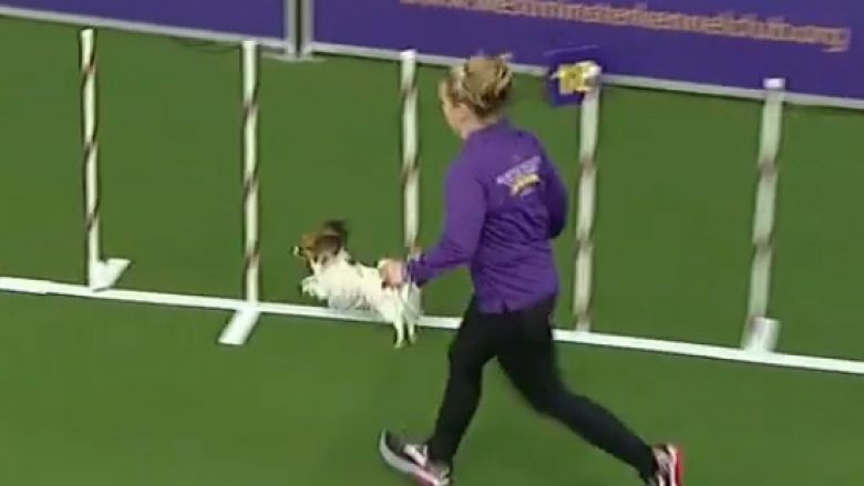 Shkathtësitë e mahnitshme të një qeni të vogël, kaloi shtegun e garës me shpejtësi enorme (Video)