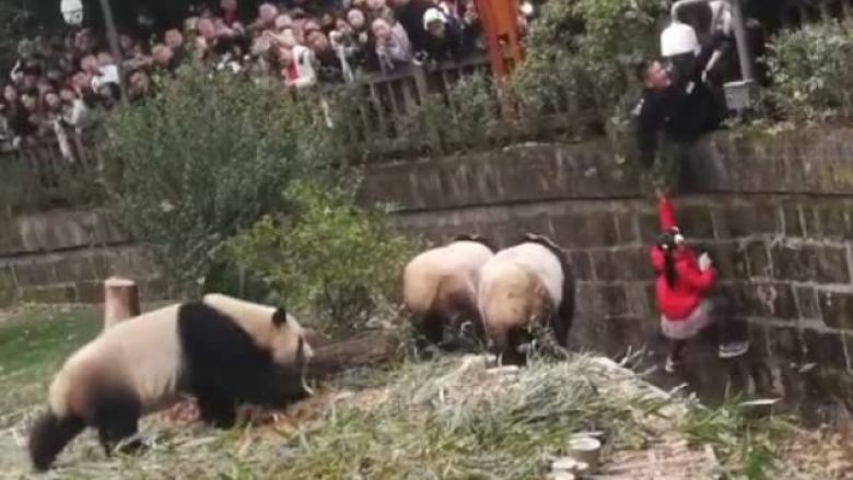 Shpëtohet me vështirësi vogëlushja që ra në kanalin e kafazit të pandave (Foto)