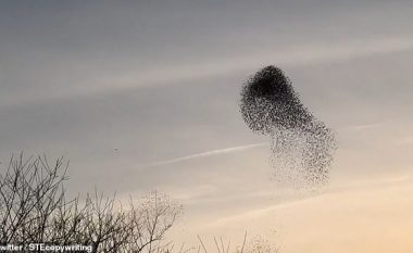 Shpezët duke fluturuar në grumbull, formacionet interesante të kapura nga fotografja amatore (Video)