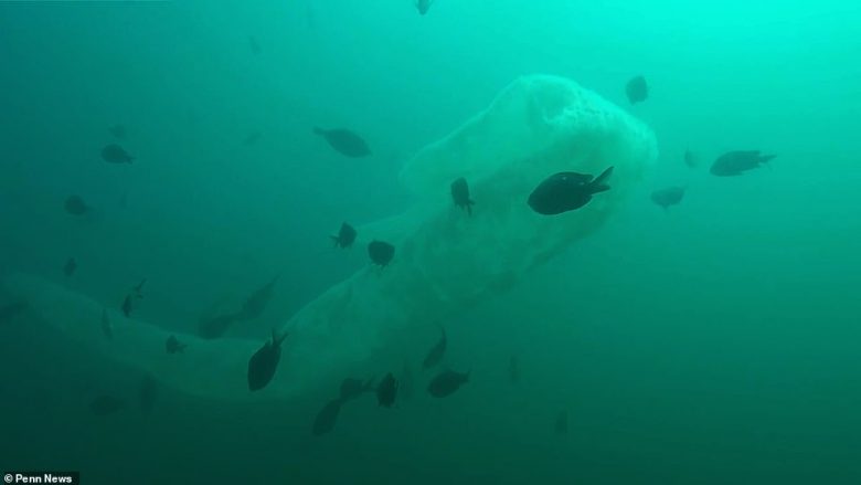 Zhytësi kaloi pranë krijesës misterioze të gjatë afro dhjetë metra (Video)