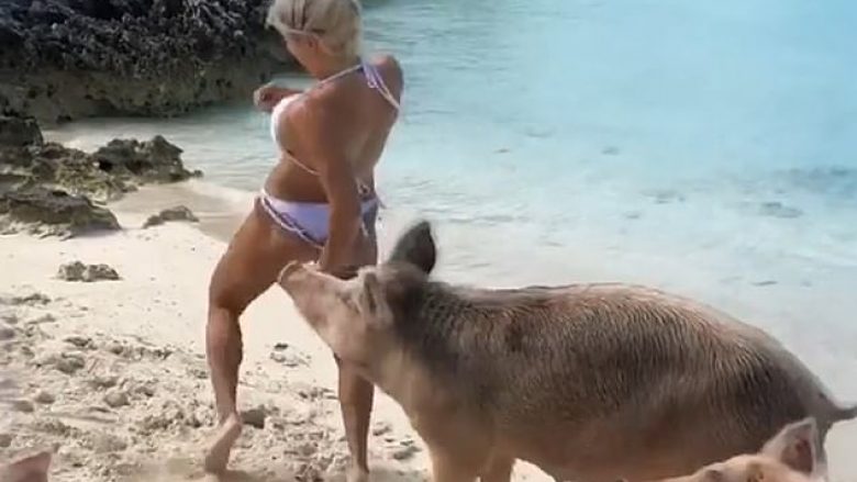 Po ecte në plazh, modelja sulmohet nga një derr i cili e “kafshon” në të pasmet e saj (Video)