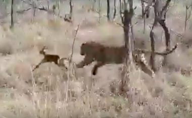 I vogli i antilopës qëndron afër leopardit, duke e ngatërruar me nënën e tij – gjithçka shkon në rregull, derisa tenton të largohet prej tij (Video)