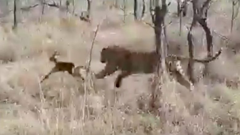 I vogli i antilopës qëndron afër leopardit, duke e ngatërruar me nënën e tij – gjithçka shkon në rregull, derisa tenton të largohet prej tij (Video)