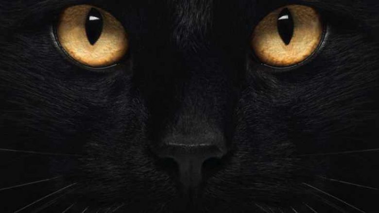 Tetë udhëheqës të famshëm dhe fobia e tyre e përbashkët: Macet